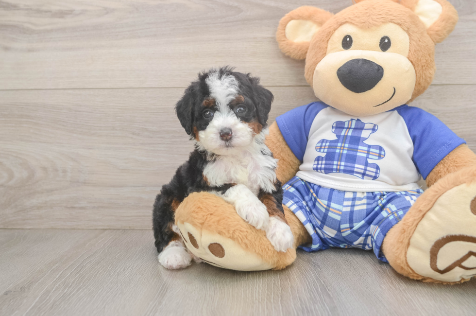 5 week old Mini Bernedoodle Puppy For Sale - Florida Fur Babies