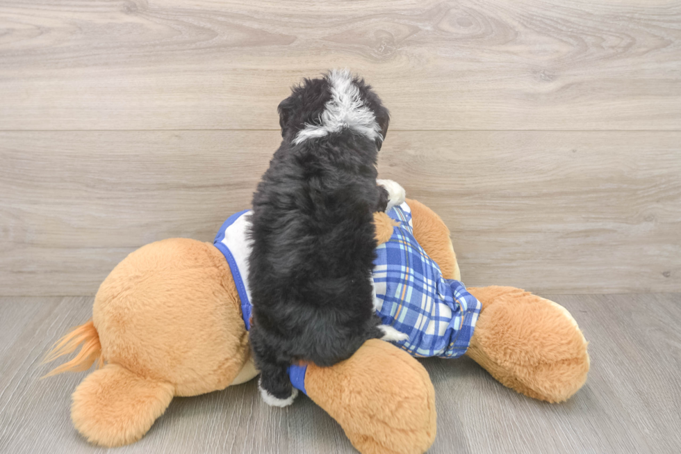 Mini Bernedoodle Pup Being Cute