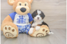 Playful Mini Bernepoo Poodle Mix Puppy
