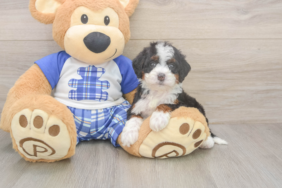 Playful Mini Bernepoo Poodle Mix Puppy
