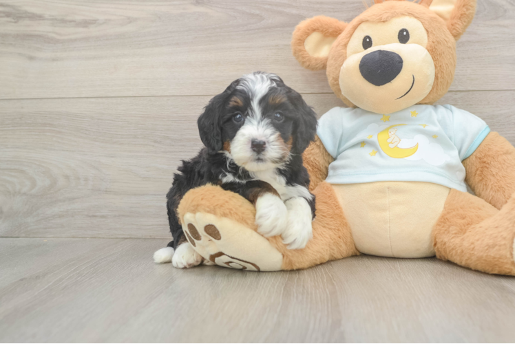Best Mini Bernedoodle Baby