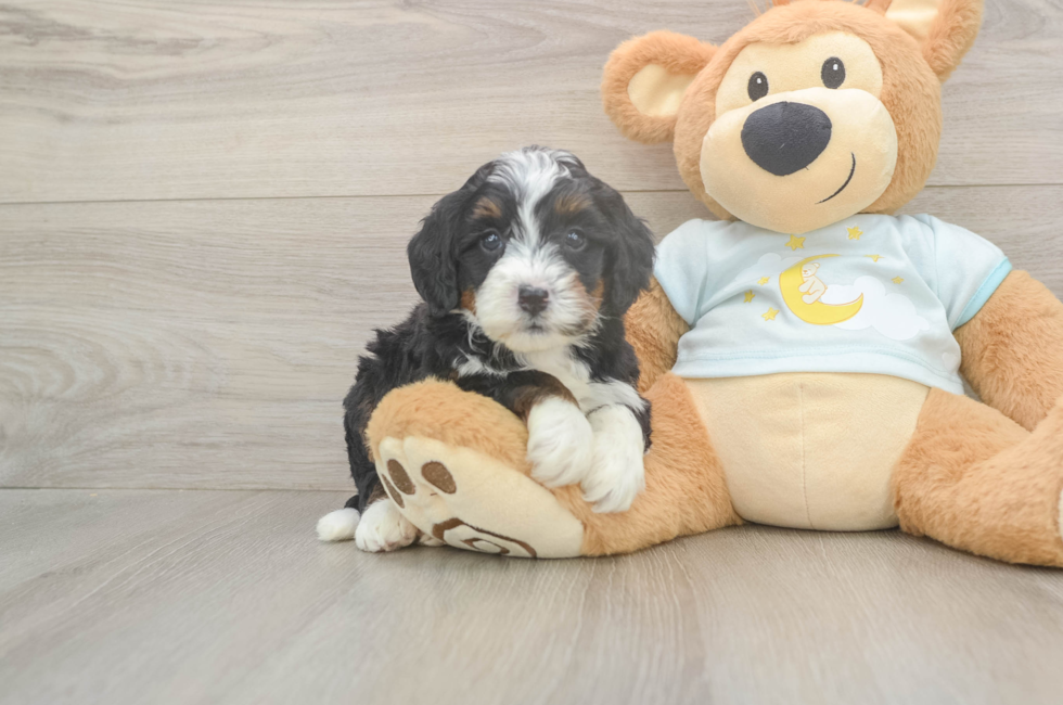 5 week old Mini Bernedoodle Puppy For Sale - Florida Fur Babies