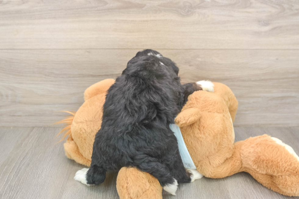 Happy Mini Bernedoodle Baby