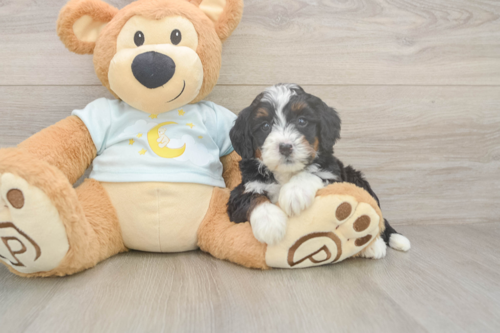 Smart Mini Bernedoodle Poodle Mix Pup