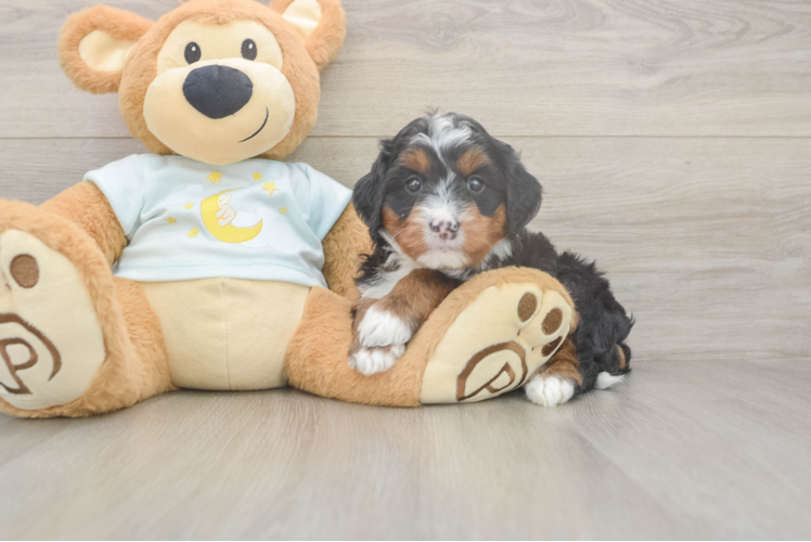 Mini Bernedoodle Pup Being Cute