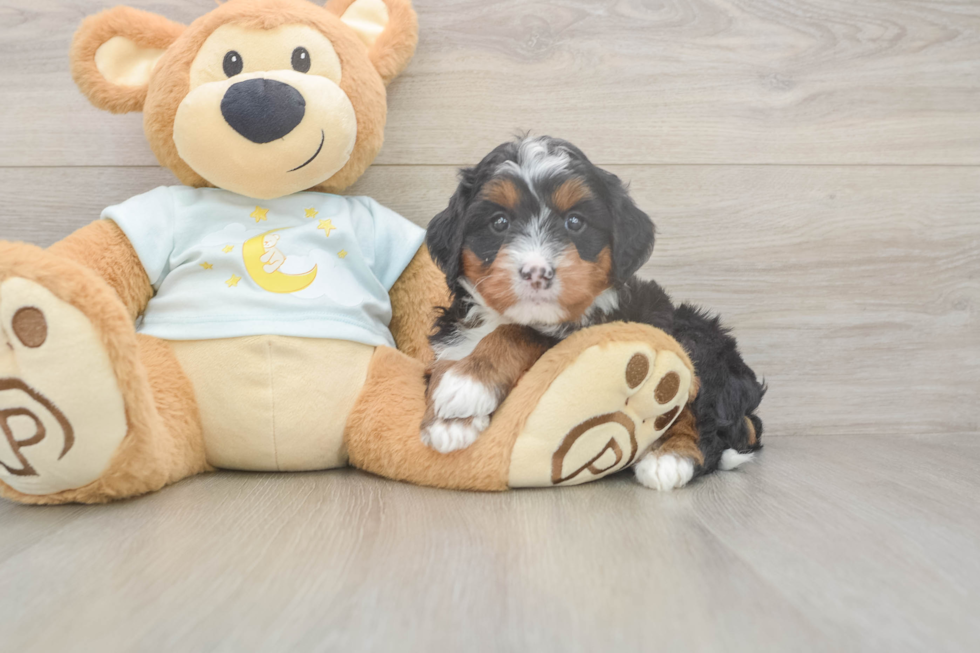 Mini Bernedoodle Pup Being Cute