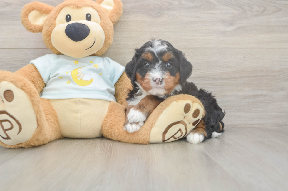 5 week old Mini Bernedoodle Puppy For Sale - Florida Fur Babies