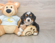 5 week old Mini Bernedoodle Puppy For Sale - Florida Fur Babies