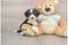 Best Mini Bernedoodle Baby