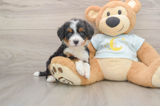 Best Mini Bernedoodle Baby