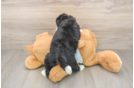 Mini Bernedoodle Puppy for Adoption
