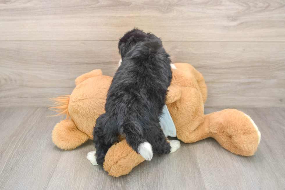 Mini Bernedoodle Puppy for Adoption