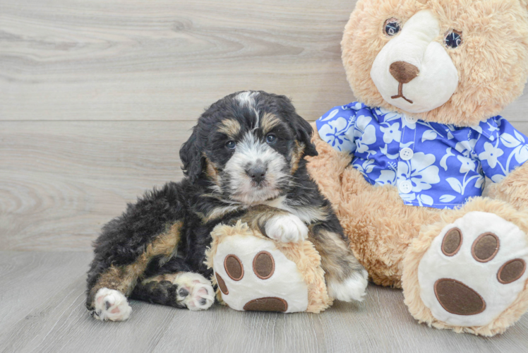 Adorable Bernadoodle Poodle Mix Puppy
