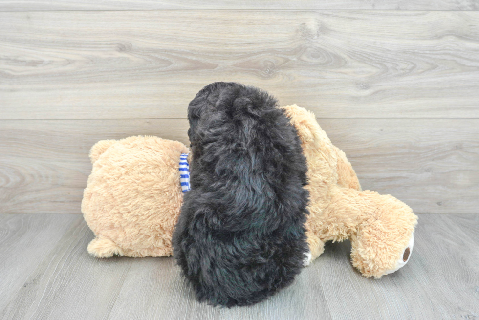 Mini Bernedoodle Pup Being Cute