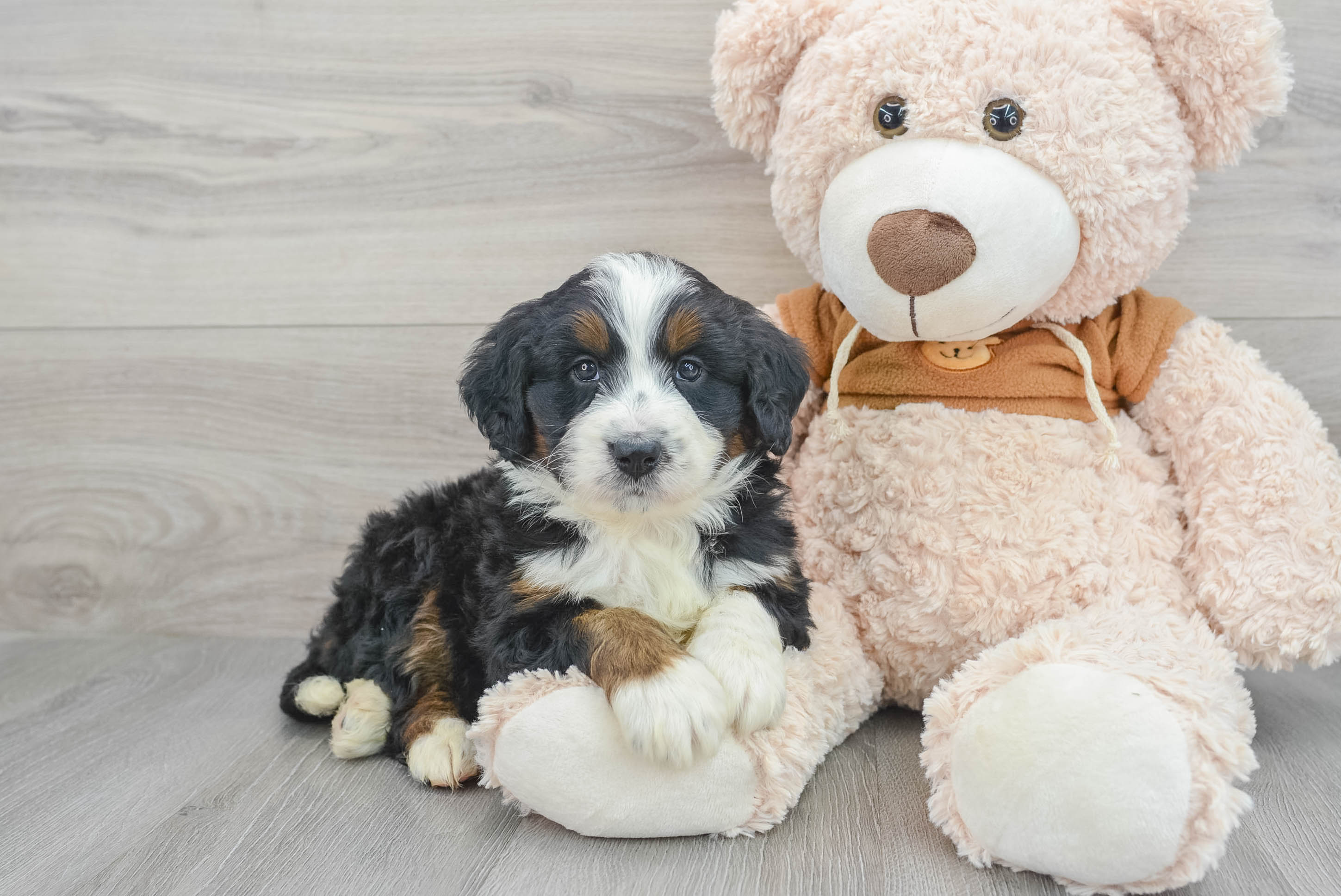 Baby bernedoodle best sale