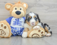 7 week old Mini Bernedoodle Puppy For Sale - Florida Fur Babies