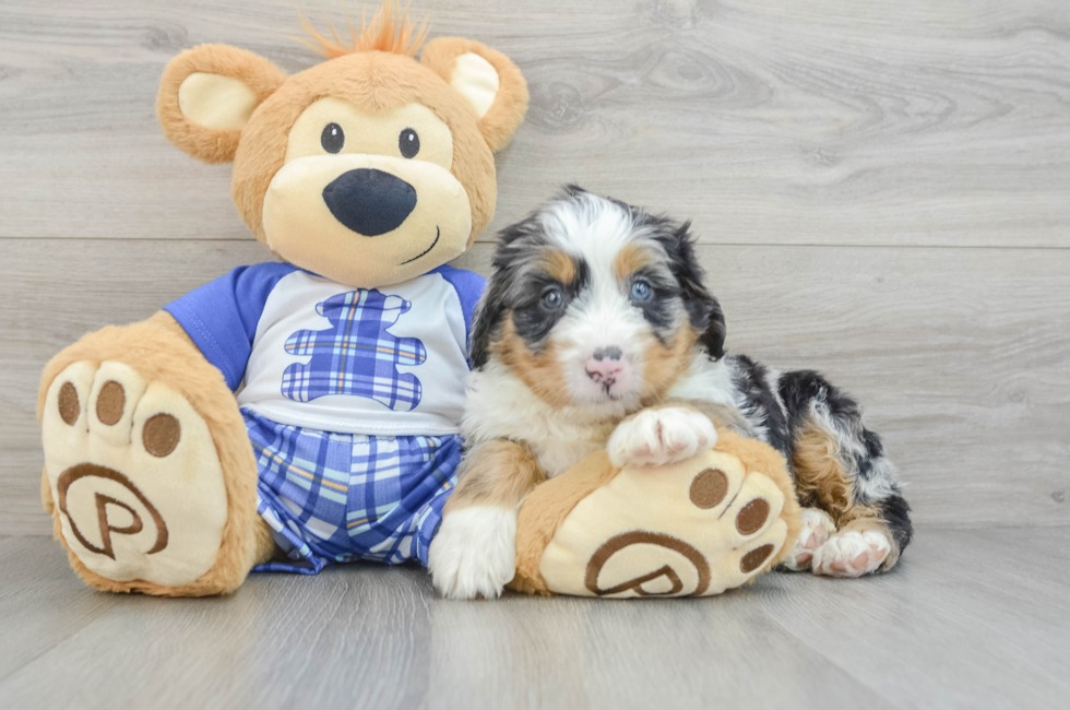 5 week old Mini Bernedoodle Puppy For Sale - Florida Fur Babies