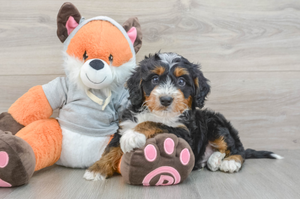 6 week old Mini Bernedoodle Puppy For Sale - Florida Fur Babies