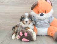 5 week old Mini Bernedoodle Puppy For Sale - Florida Fur Babies