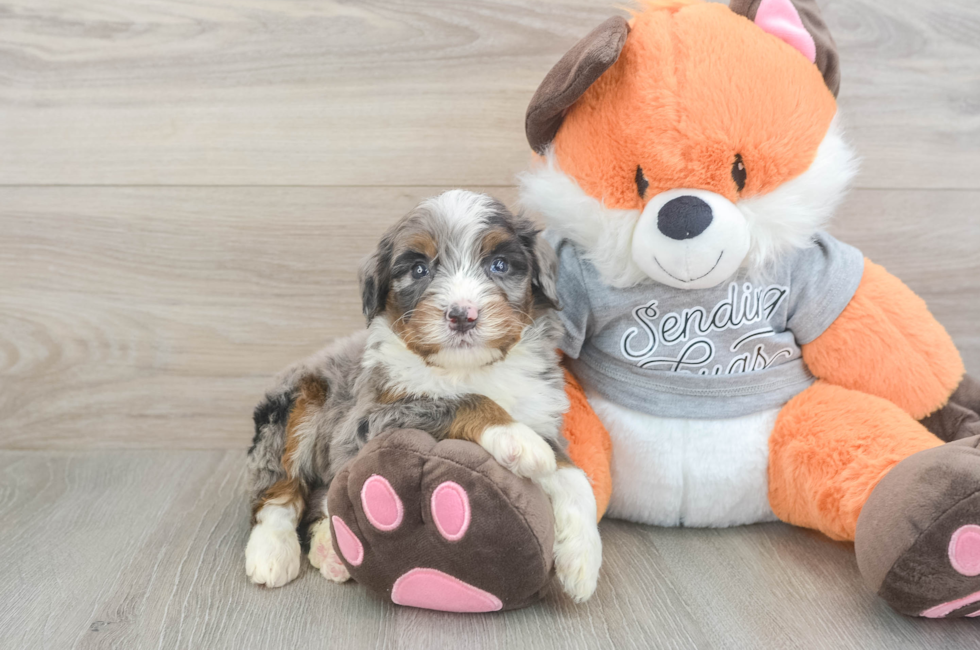 4 week old Mini Bernedoodle Puppy For Sale - Florida Fur Babies