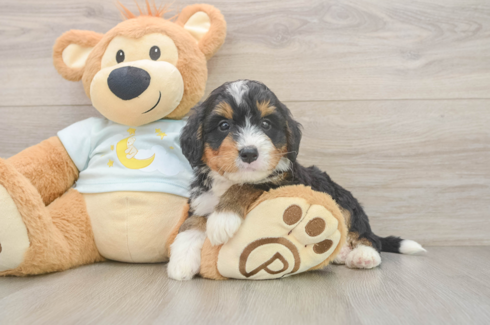 5 week old Mini Bernedoodle Puppy For Sale - Florida Fur Babies