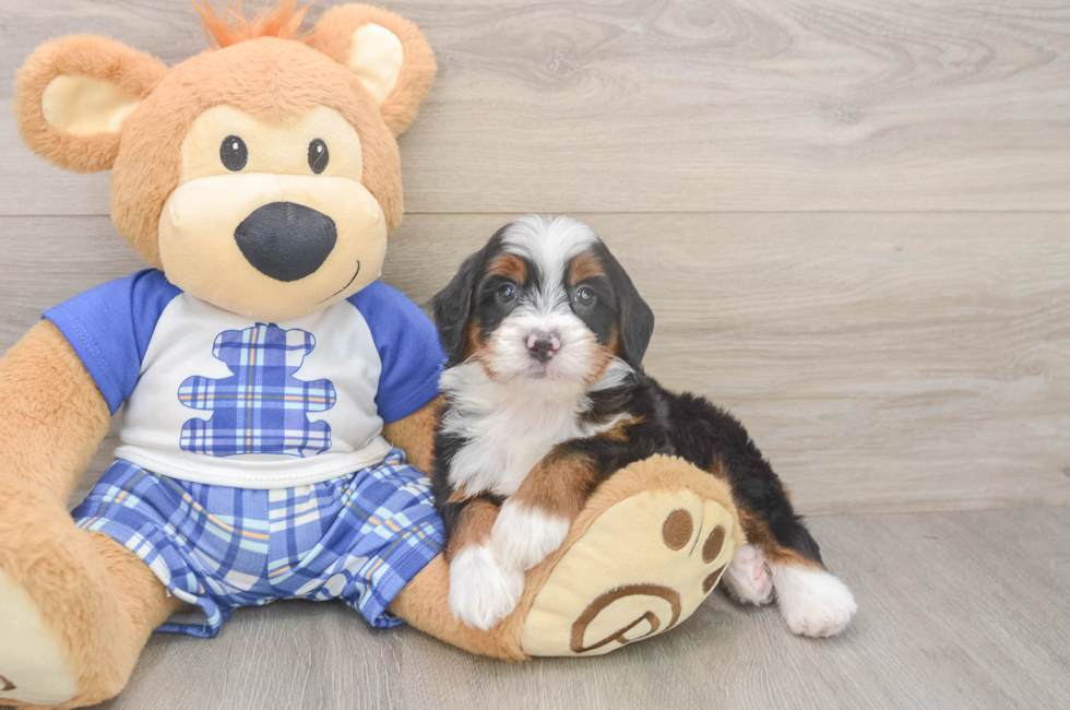 5 week old Mini Bernedoodle Puppy For Sale - Florida Fur Babies