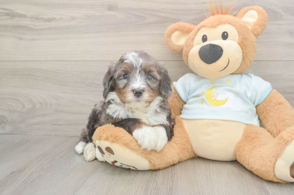 5 week old Mini Bernedoodle Puppy For Sale - Florida Fur Babies