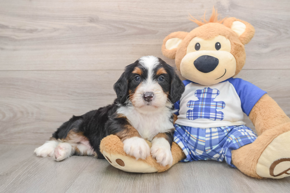 Mini Bernedoodle Pup Being Cute