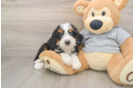 Hypoallergenic Mini Bernesedoodle Poodle Mix Puppy