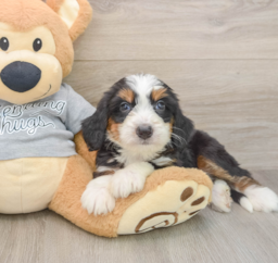 7 week old Mini Bernedoodle Puppy For Sale - Florida Fur Babies
