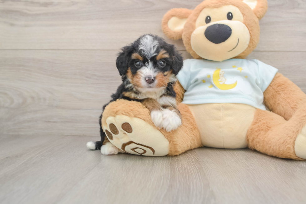 Best Mini Bernedoodle Baby