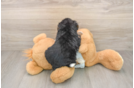 Mini Bernedoodle Pup Being Cute