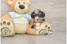 Energetic Mini Bernese Poodle Poodle Mix Puppy