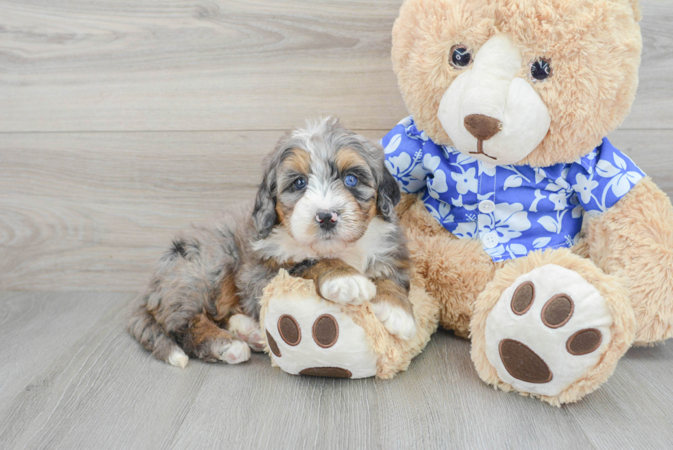 Best Mini Bernedoodle Baby