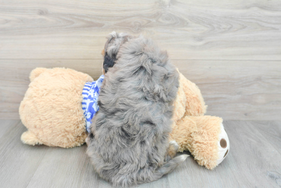 Best Mini Bernedoodle Baby