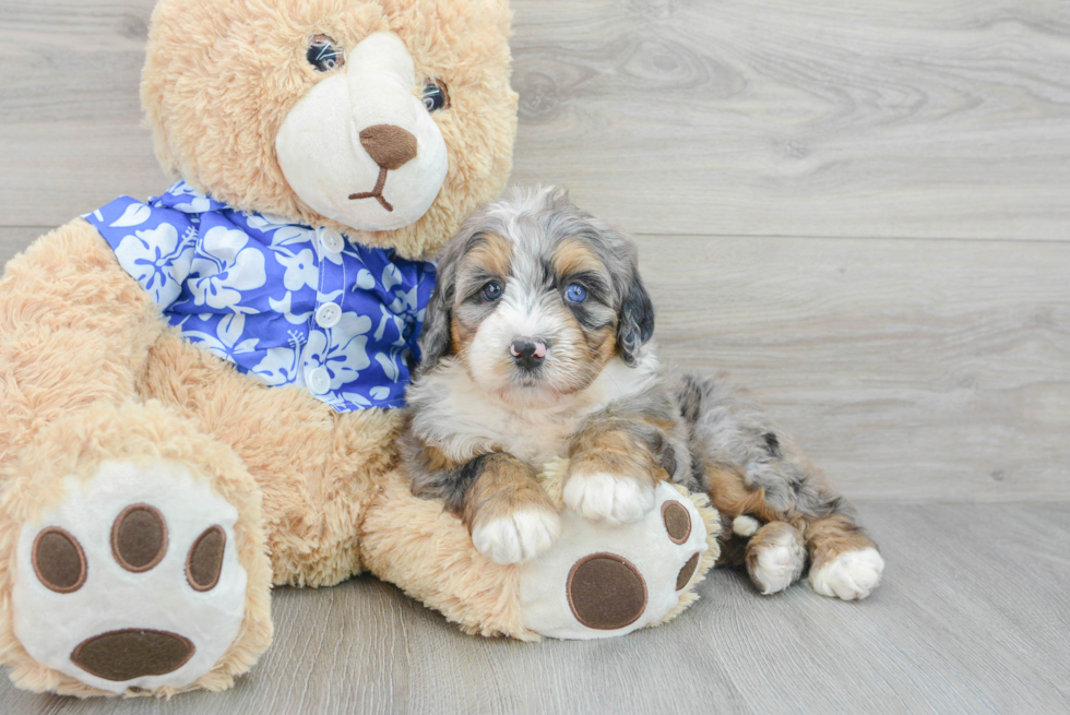 Adorable Bernadoodle Poodle Mix Puppy