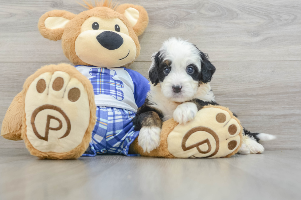 Little Mini Berniedoodle Poodle Mix Puppy