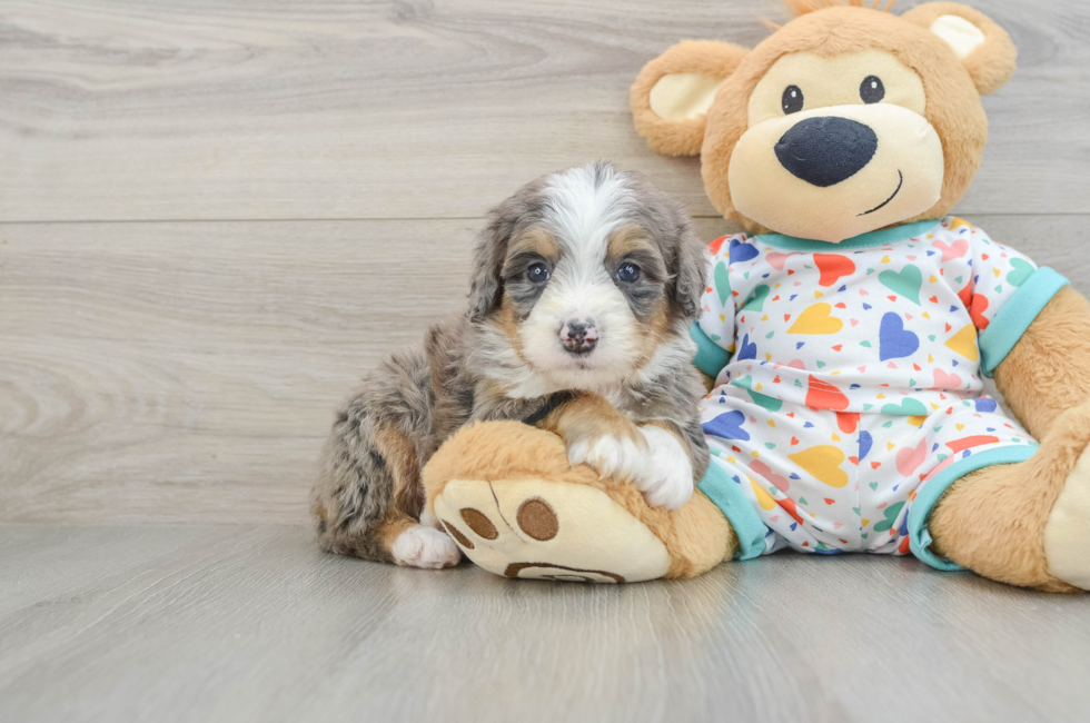 5 week old Mini Bernedoodle Puppy For Sale - Florida Fur Babies