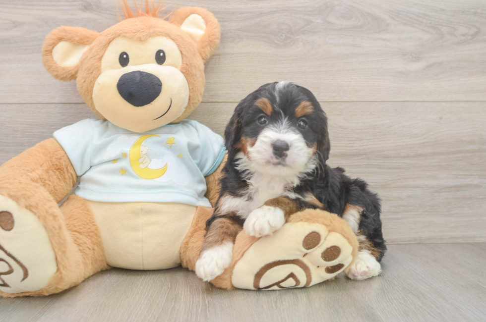 5 week old Mini Bernedoodle Puppy For Sale - Florida Fur Babies