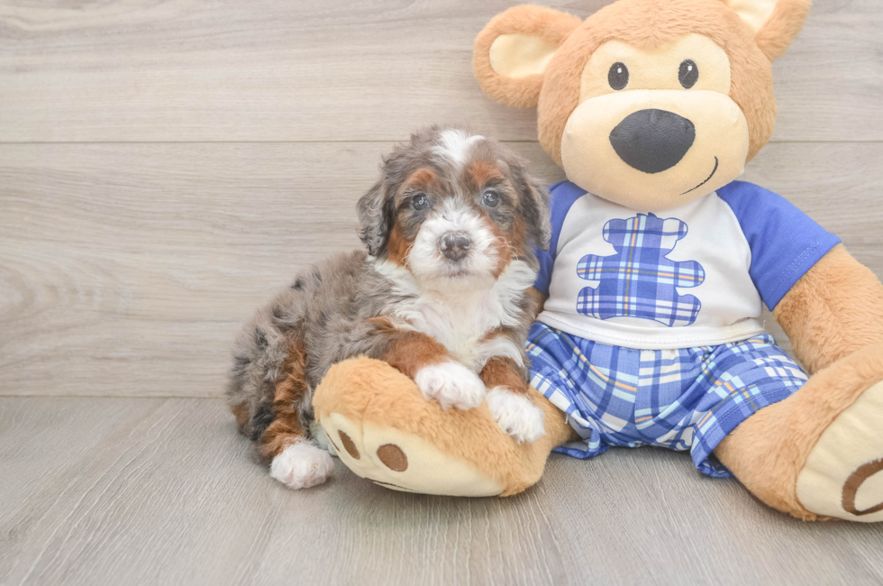 5 week old Mini Bernedoodle Puppy For Sale - Florida Fur Babies