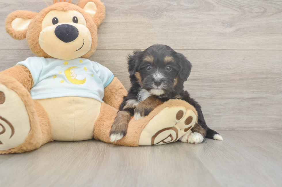 5 week old Mini Bernedoodle Puppy For Sale - Florida Fur Babies