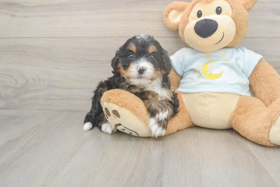 Adorable Mini Bernadoodle Poodle Mix Puppy
