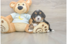 Mini Bernedoodle Pup Being Cute