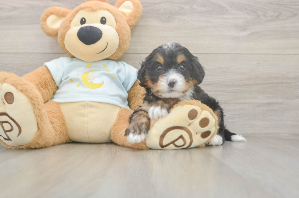 5 week old Mini Bernedoodle Puppy For Sale - Florida Fur Babies