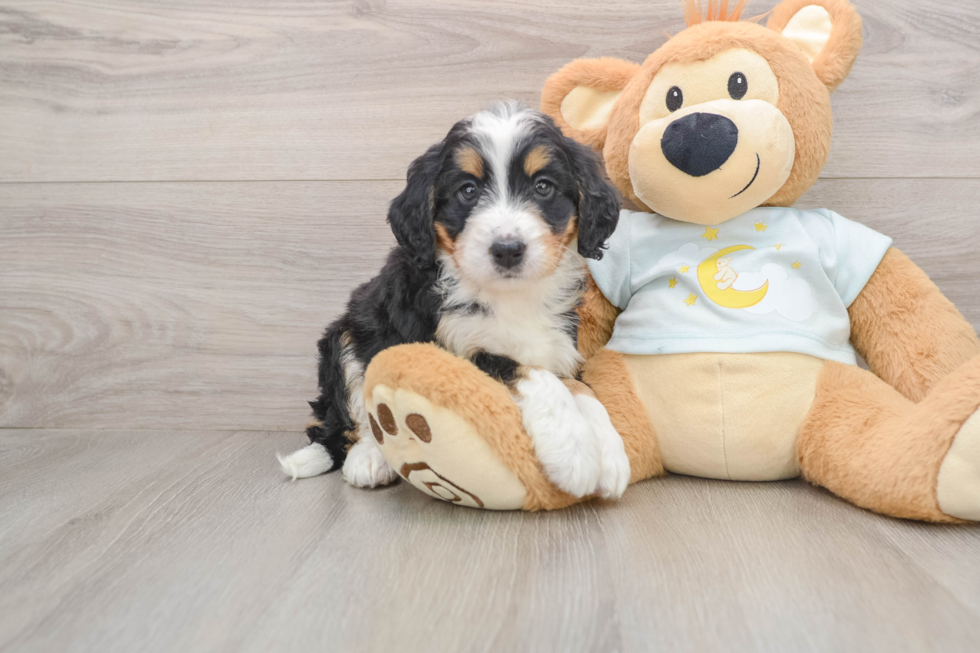 Little Mini Bernepoo Poodle Mix Puppy