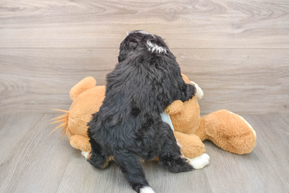 Mini Bernedoodle Puppy for Adoption