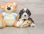 6 week old Mini Bernedoodle Puppy For Sale - Florida Fur Babies