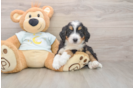 Small Mini Bernedoodle Baby