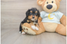 Hypoallergenic Mini Bernesedoodle Poodle Mix Puppy