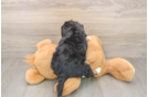 Best Mini Bernedoodle Baby